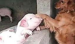 二狗爆料猪圈视频,猪圈视频背后的惊人真相