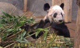 爆料美国动物园视频,揭秘动物真实生活状态